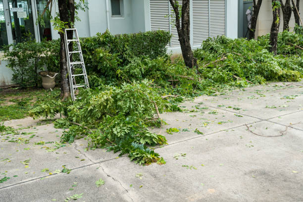 Trusted Pine Hills, FL  Tree Services Experts