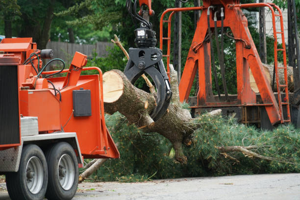 Best Tree Risk Assessment  in Pine Hills, FL